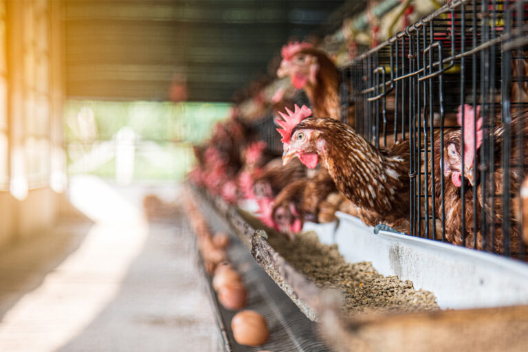 Poultry