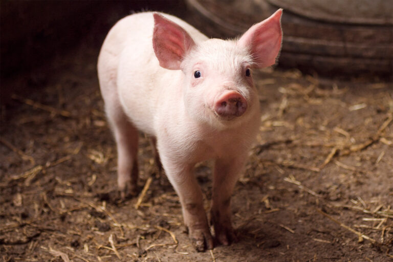Swine