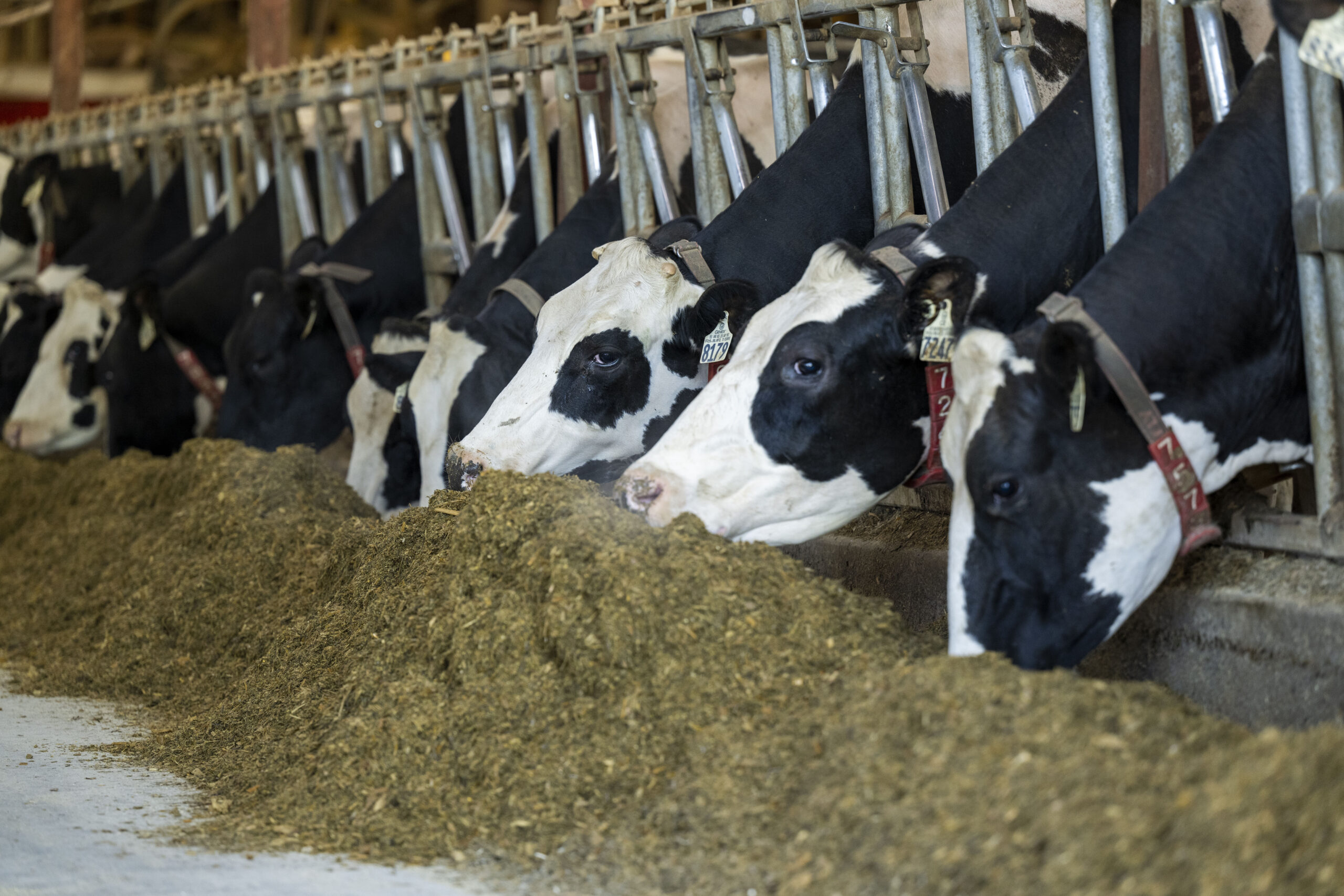 Cows inside barn eating feed